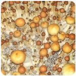 Псилоцибиновые (галлюциногенные) грибы в Алапаевске Psilocybin "Golden Teacher" Псилоцибиновые (галлюциногенные) грибы в Алапаевске Psilocybin "Golden Teacher"