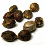 Семена марихуаны АК-47 (Seeds AK-47) в Алапаевске Семена марихуаны АК-47 (Seeds AK-47) в Алапаевске